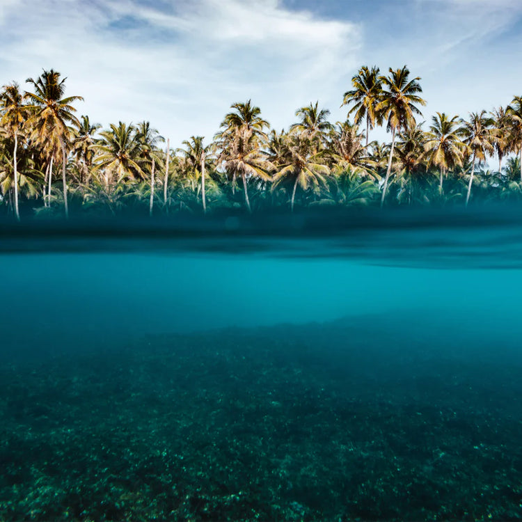 THE INDO SURF BIBLE