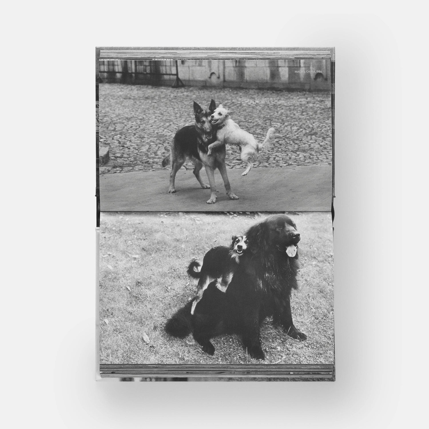 HundHunde - REBEL FIN CO.