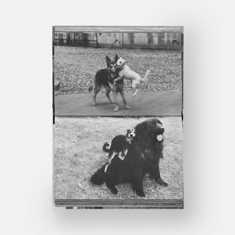 HundHunde - REBEL FIN CO.