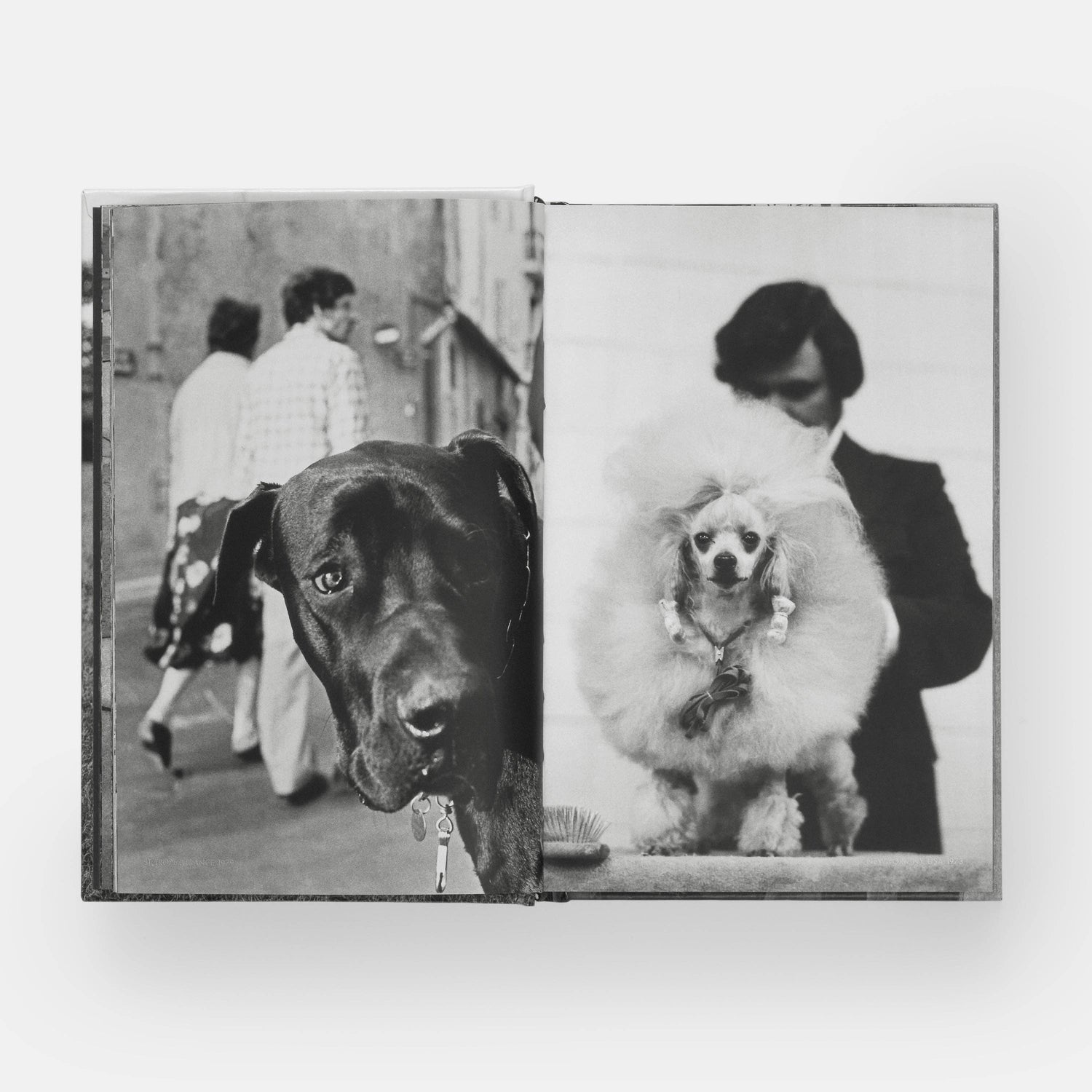 HundHunde - REBEL FIN CO.