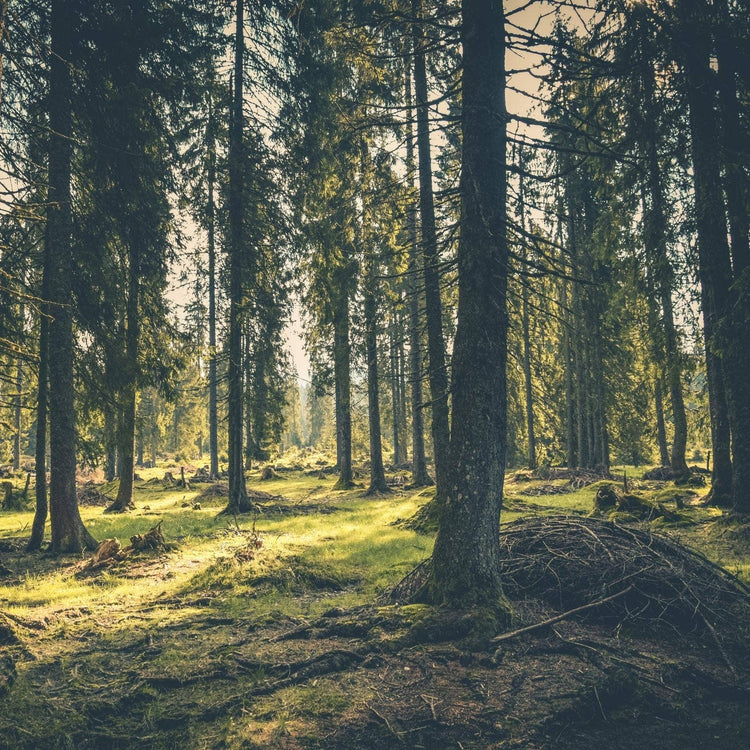 CAMPING IN THE FOREST - Handmade scented candles made from soy wax - REBEL SURF COMPANY