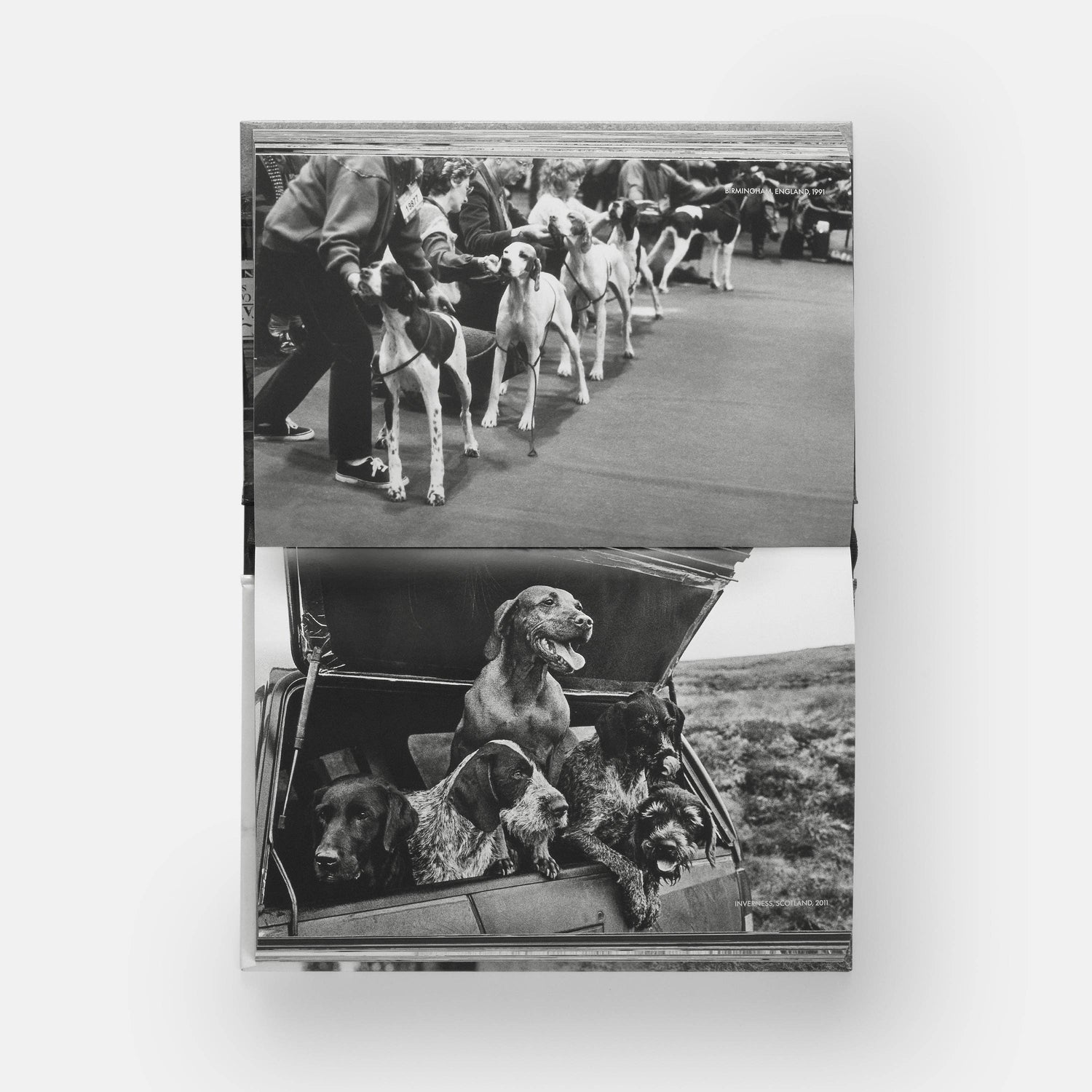 HundHunde - REBEL FIN CO.